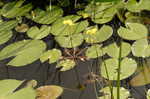 Floating bladderwort